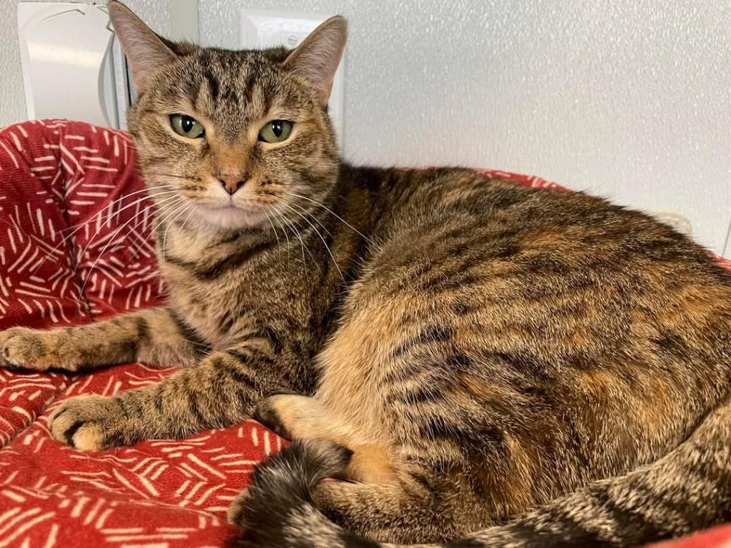 KIKI Cat, Adoptable, Adult Female Domestic Short Hair.