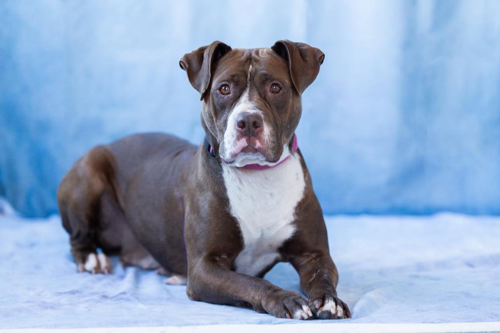 Modesta, Adoptable, Adult Female Mixed Breed.