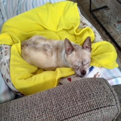 Enlarge Traci, an adoptable mixed breed in Phoenixville, PA image 6/6