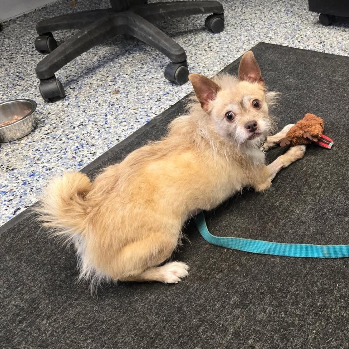 Enlarge Traci, an adoptable mixed breed in Phoenixville, PA image 5/6