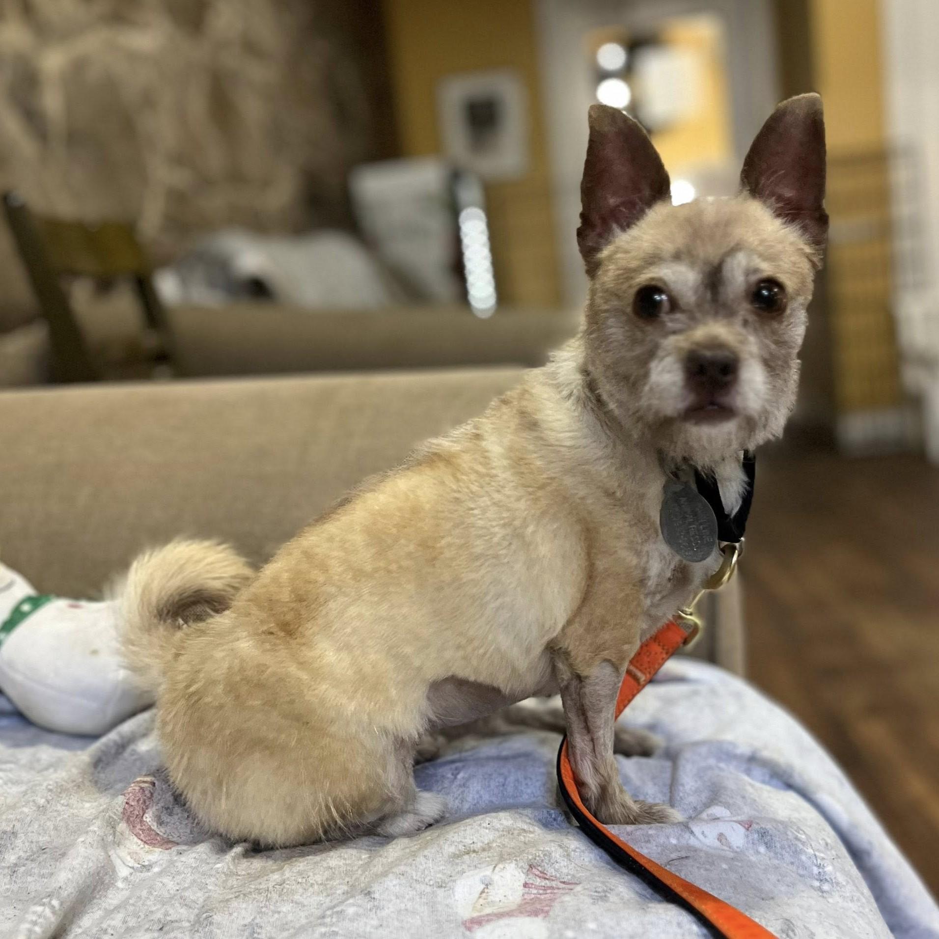 Enlarge Traci, an adoptable mixed breed in Phoenixville, PA image 3/6