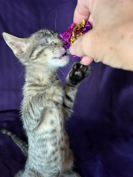 Cat for adoption O'Malley, a Domestic Short Hair in Herculaneum, MO