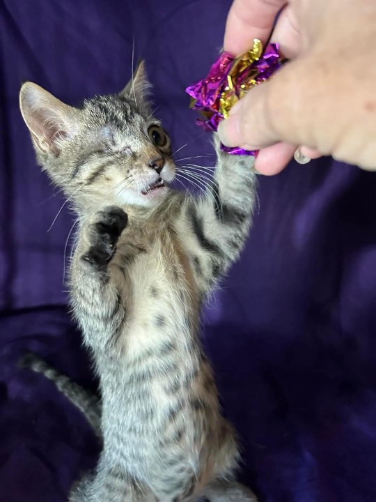 Cat for adoption O'Malley, a Domestic Short Hair in Herculaneum, MO