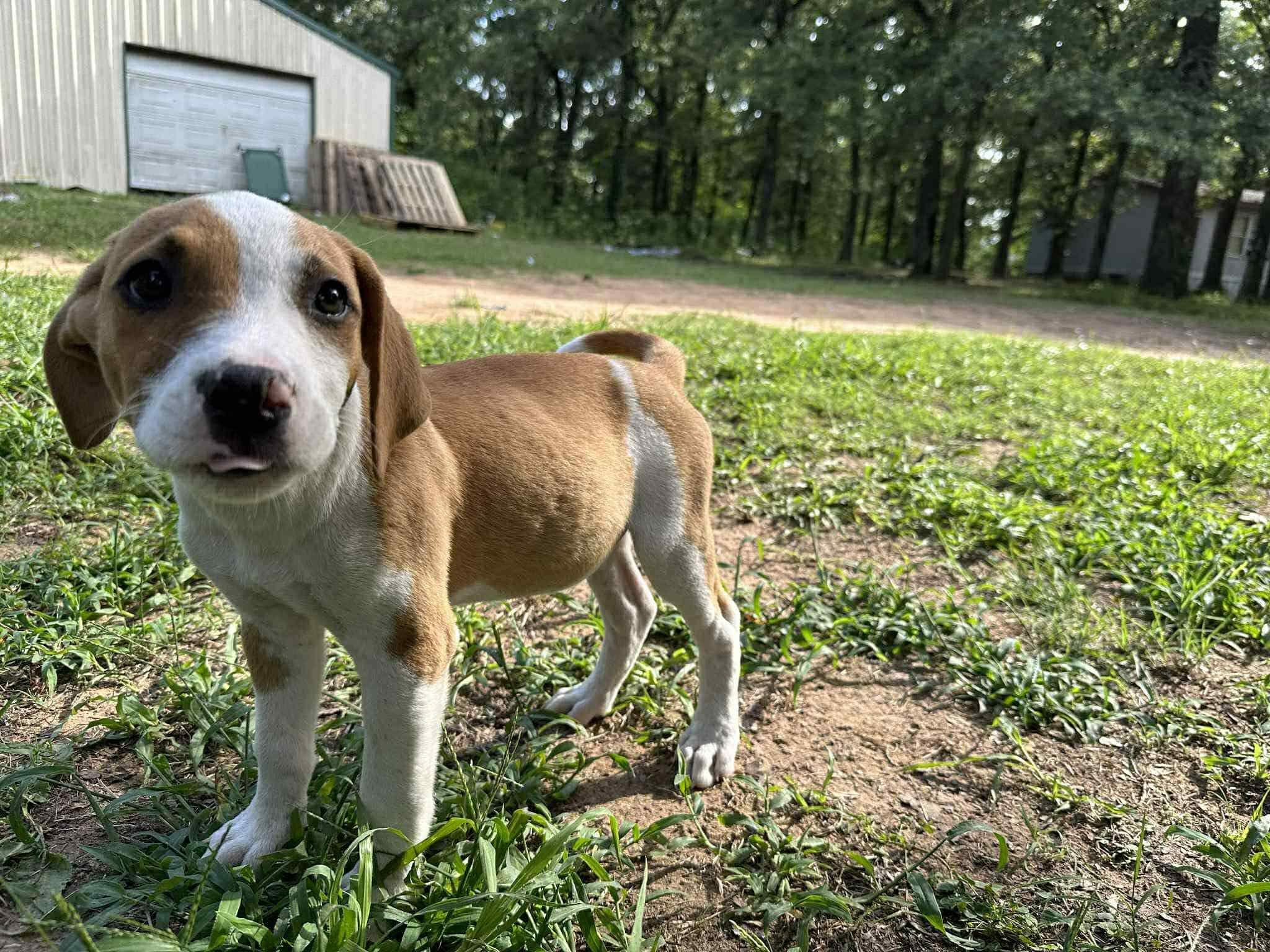 Oliver, Adopted, Puppy Male Hound & Pit Bull Terrier.