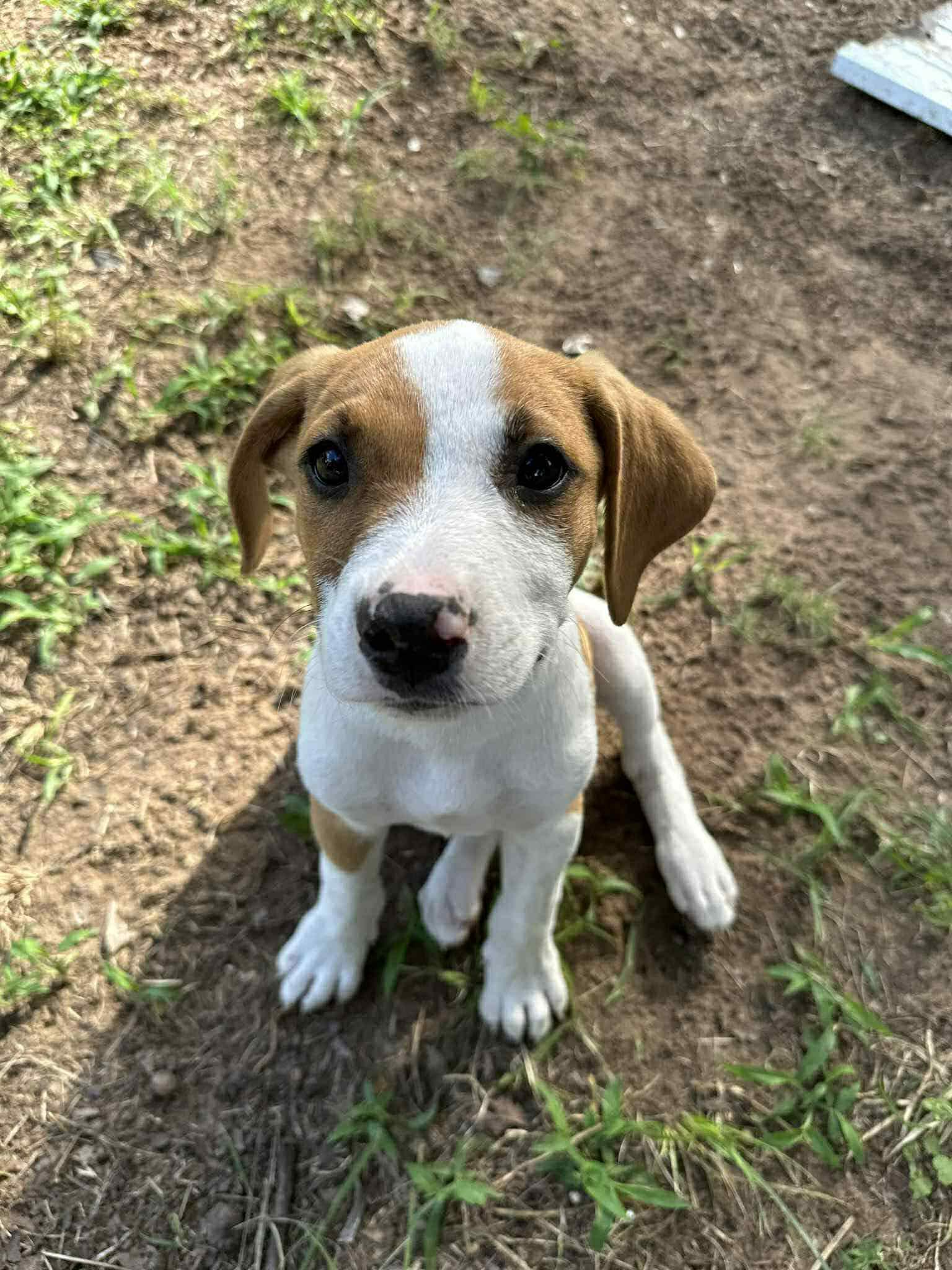 Enlarge Oliver, a Adopted mixed breed in Piedmont, OK image 2/2