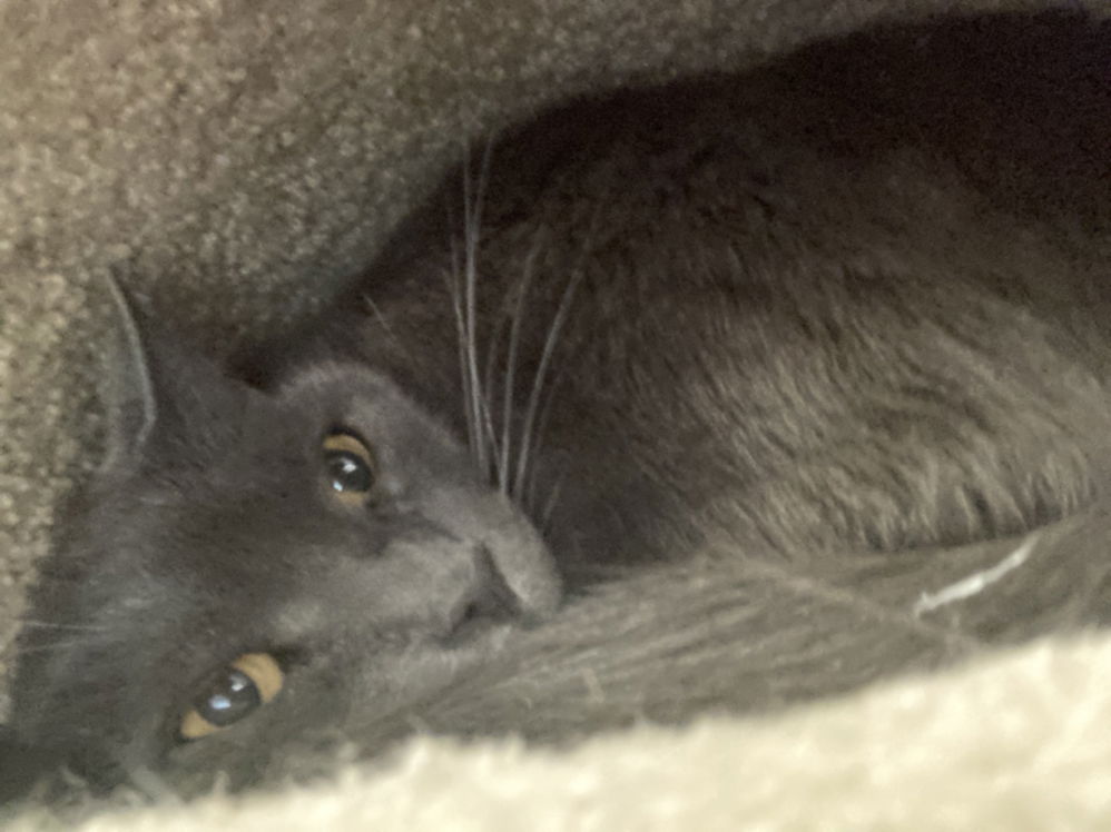 Enlarge Anastasia, a Adoptable Russian Blue in Philadelphia, PA image 1/5