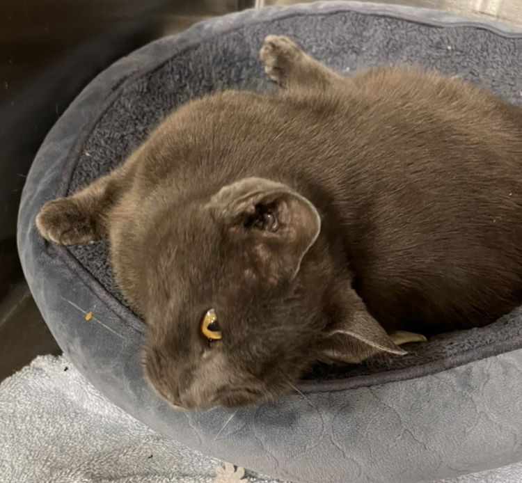 Enlarge Anastasia, a Adoptable Russian Blue in Philadelphia, PA image 2/5