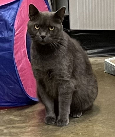 Enlarge Anastasia, a Adoptable Russian Blue in Philadelphia, PA image 3/5