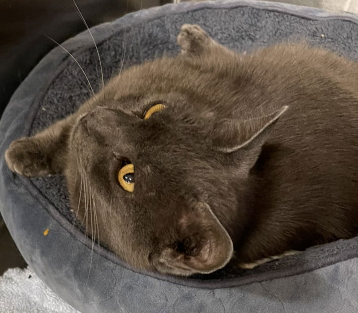 Enlarge Anastasia, a Adoptable Russian Blue in Philadelphia, PA image 4/5