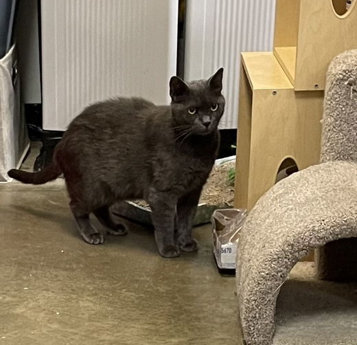 Enlarge Anastasia, a Adoptable Russian Blue in Philadelphia, PA image 5/5