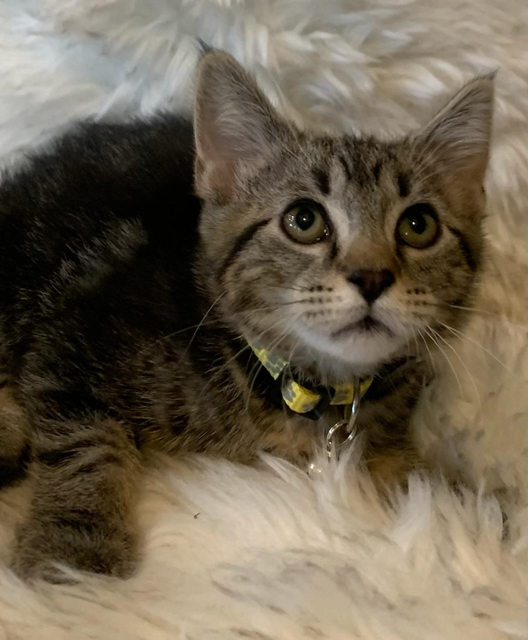 Enlarge Aliyah, a ADOPTABLE Tabby in Pasco, WA image 4/4