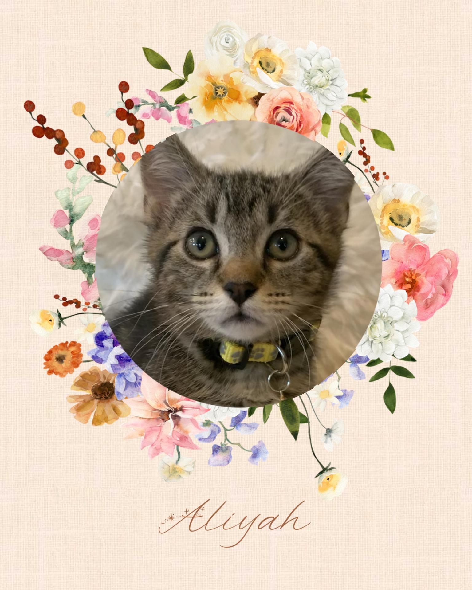 Enlarge Aliyah, a ADOPTABLE Tabby in Pasco, WA image 2/4