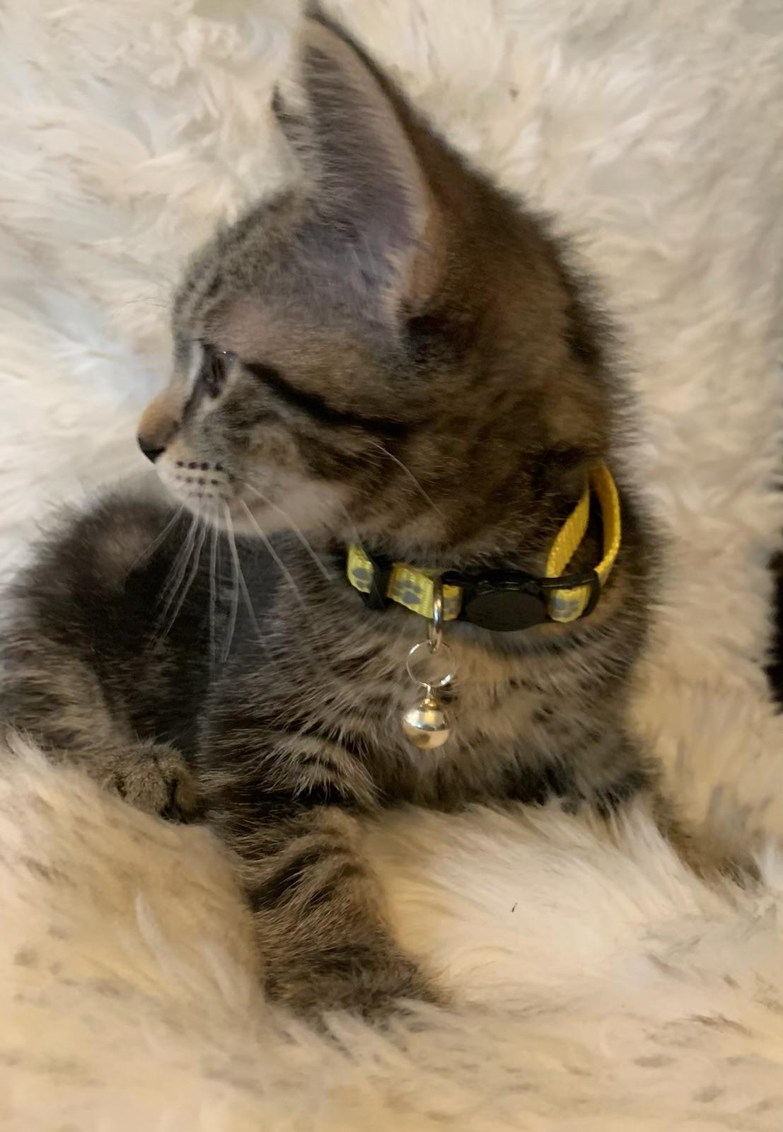 Enlarge Aliyah, a ADOPTABLE Tabby in Pasco, WA image 3/4