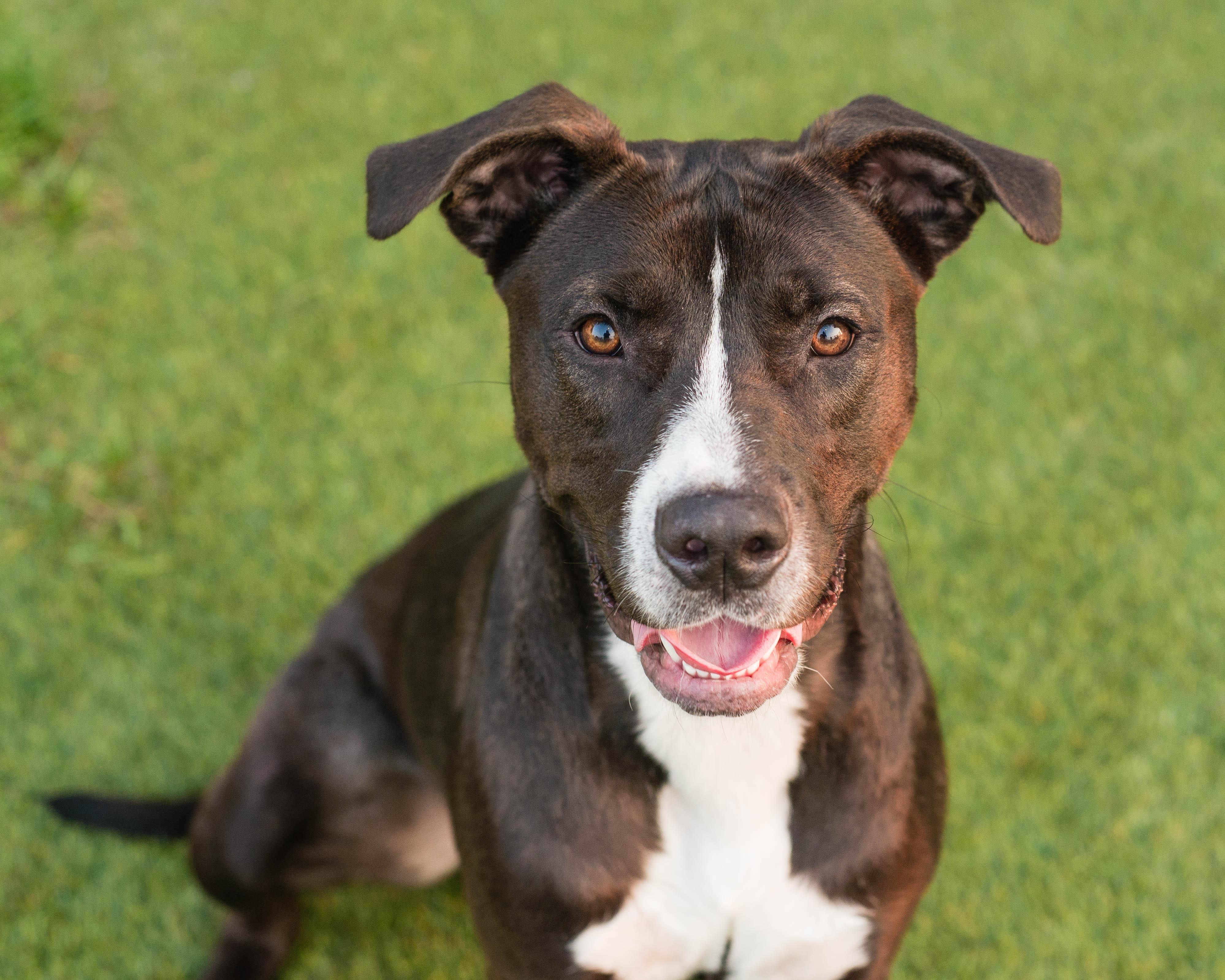 Enlarge Bubbles, a Adoptable mixed breed in Mont Belvieu, TX image 1/3