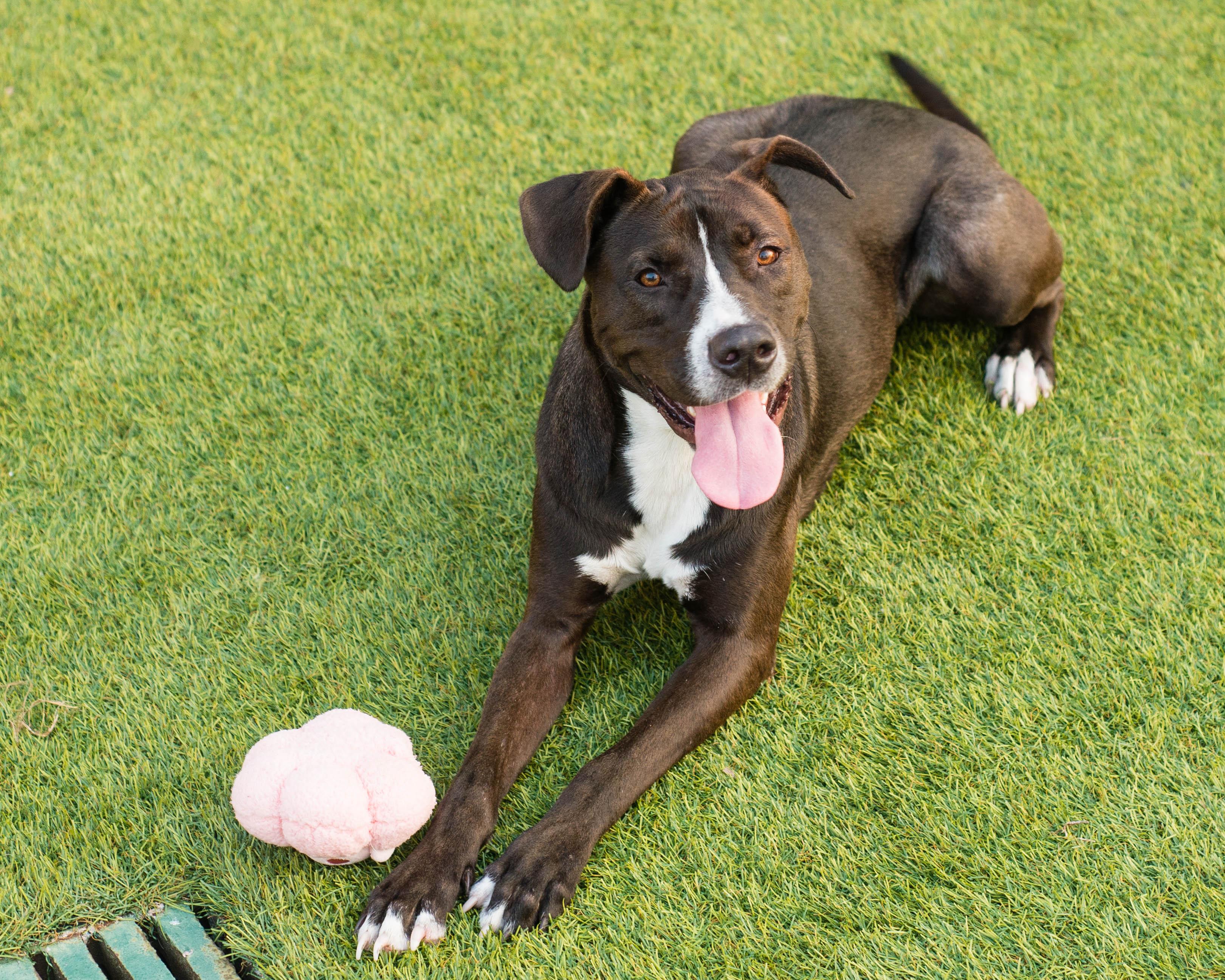Enlarge Bubbles, a Adoptable mixed breed in Mont Belvieu, TX image 2/3