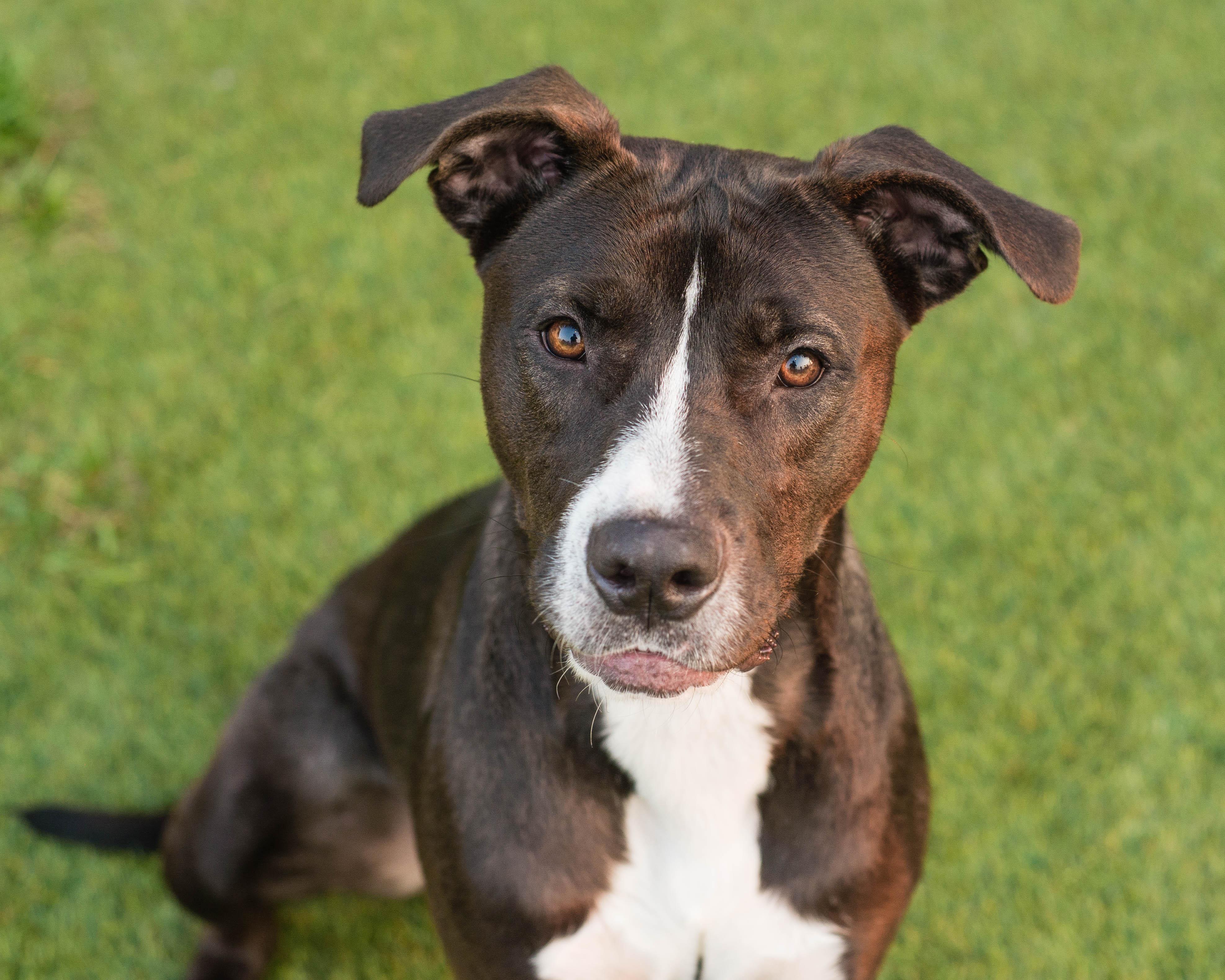 Enlarge Bubbles, a Adoptable mixed breed in Mont Belvieu, TX image 3/3