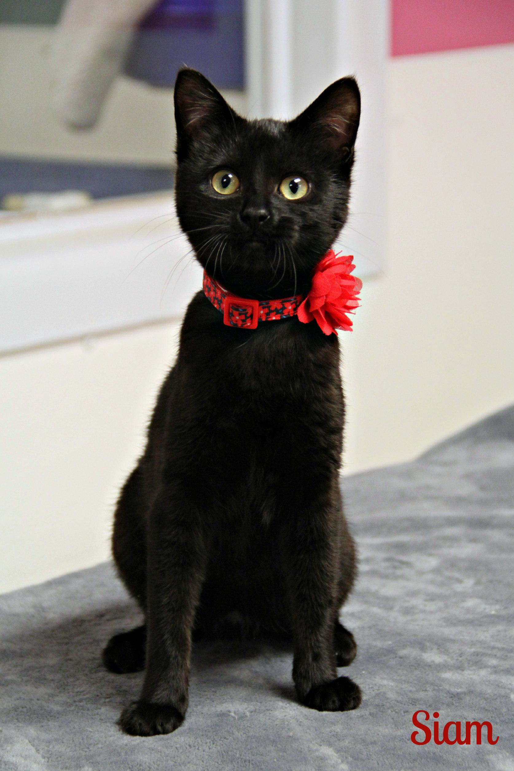 Enlarge Siam , an adopted Domestic Short Hair in Vinton, IA image 1/1