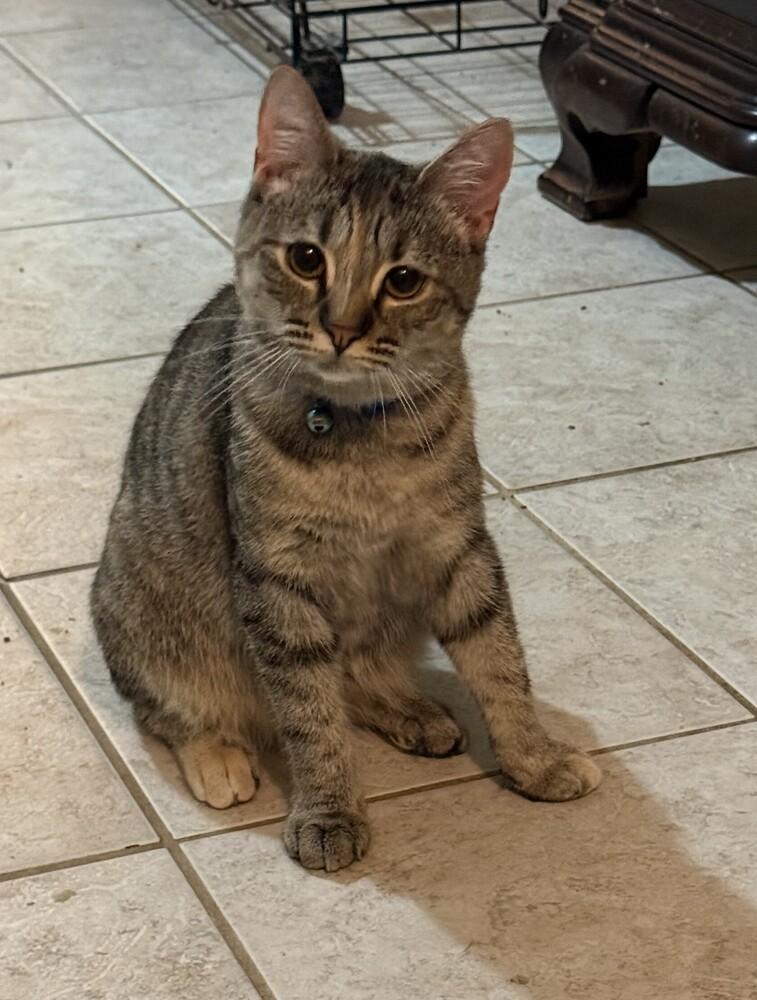 Cadbury, Adoptable, Adult Female Domestic Short Hair.