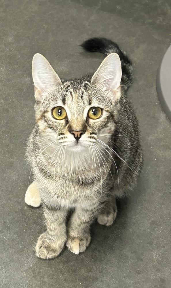 Enlarge Cadbury, a Adoptable Domestic Short Hair in Jackson, GA image 2/6
