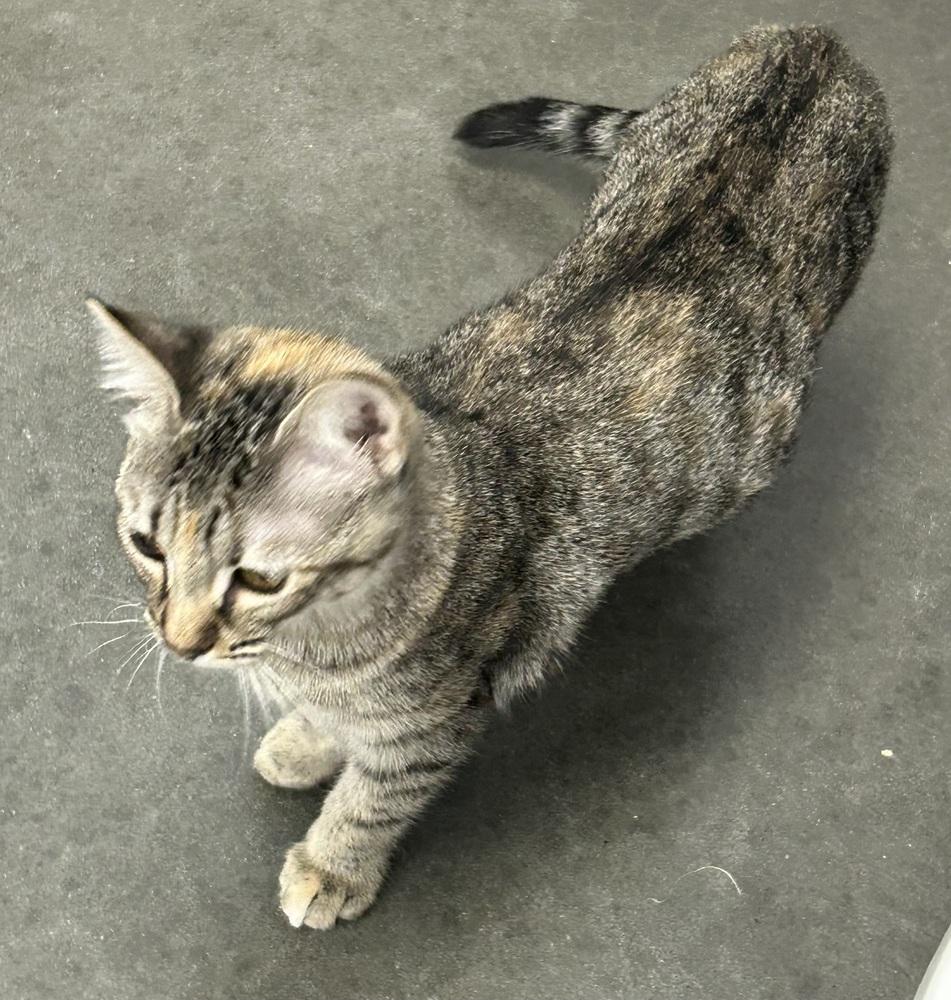 Enlarge Cadbury, a Adoptable Domestic Short Hair in Jackson, GA image 3/6