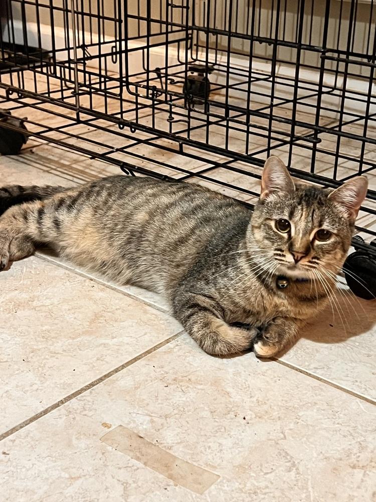 Enlarge Cadbury, a Adoptable Domestic Short Hair in Jackson, GA image 4/6