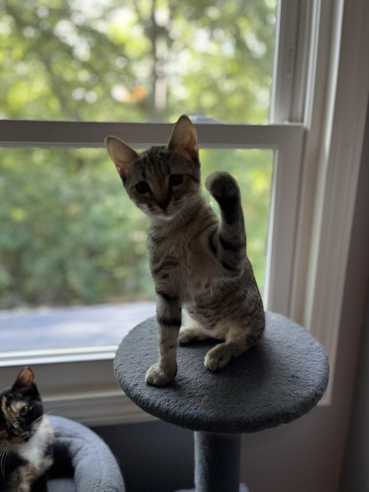 Enlarge Cadbury, a Adoptable Domestic Short Hair in Jackson, GA image 5/6