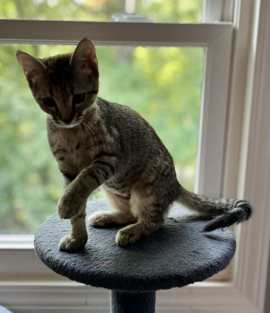 Enlarge Cadbury, a Adoptable Domestic Short Hair in Jackson, GA image 6/6