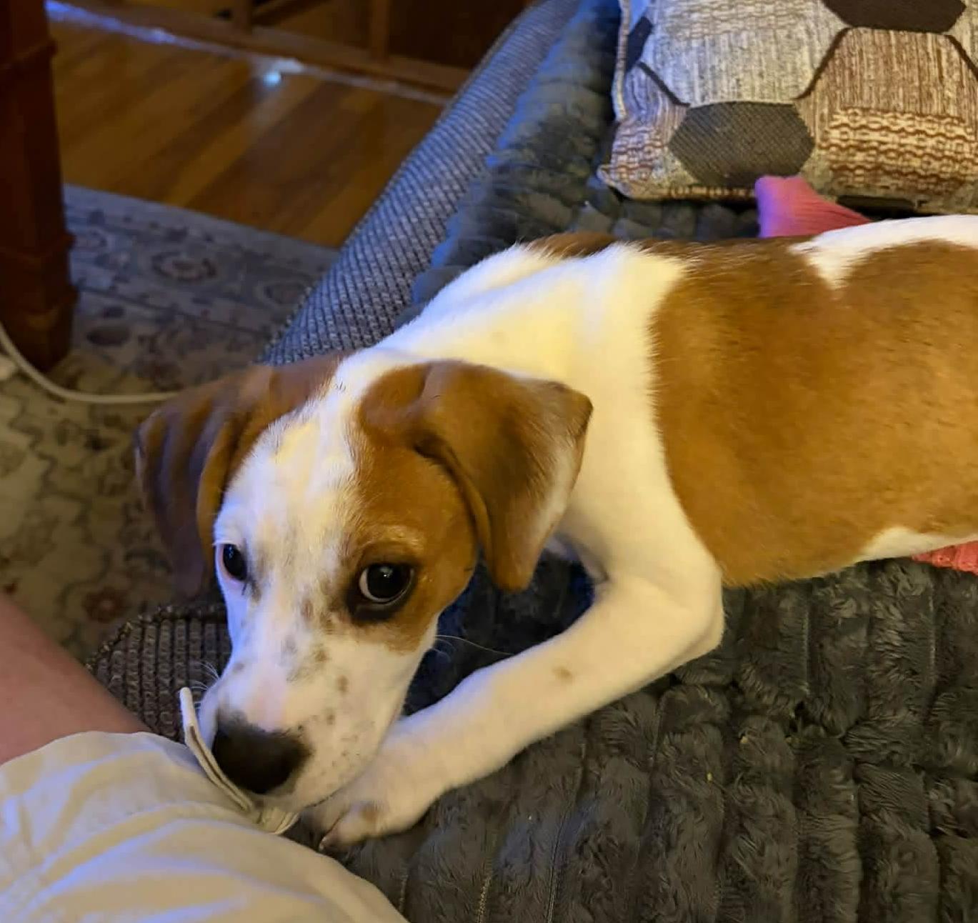 Enlarge Lilly, a Adoptable mixed breed in Falls Church, VA image 3/4