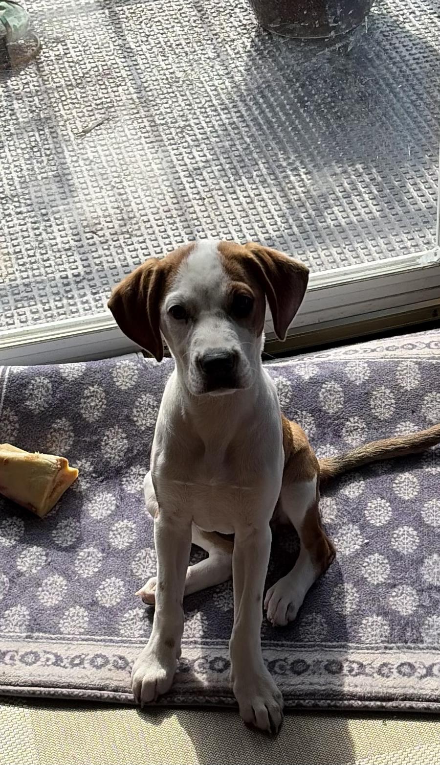 Enlarge Lilly, a Adoptable mixed breed in Falls Church, VA image 2/4