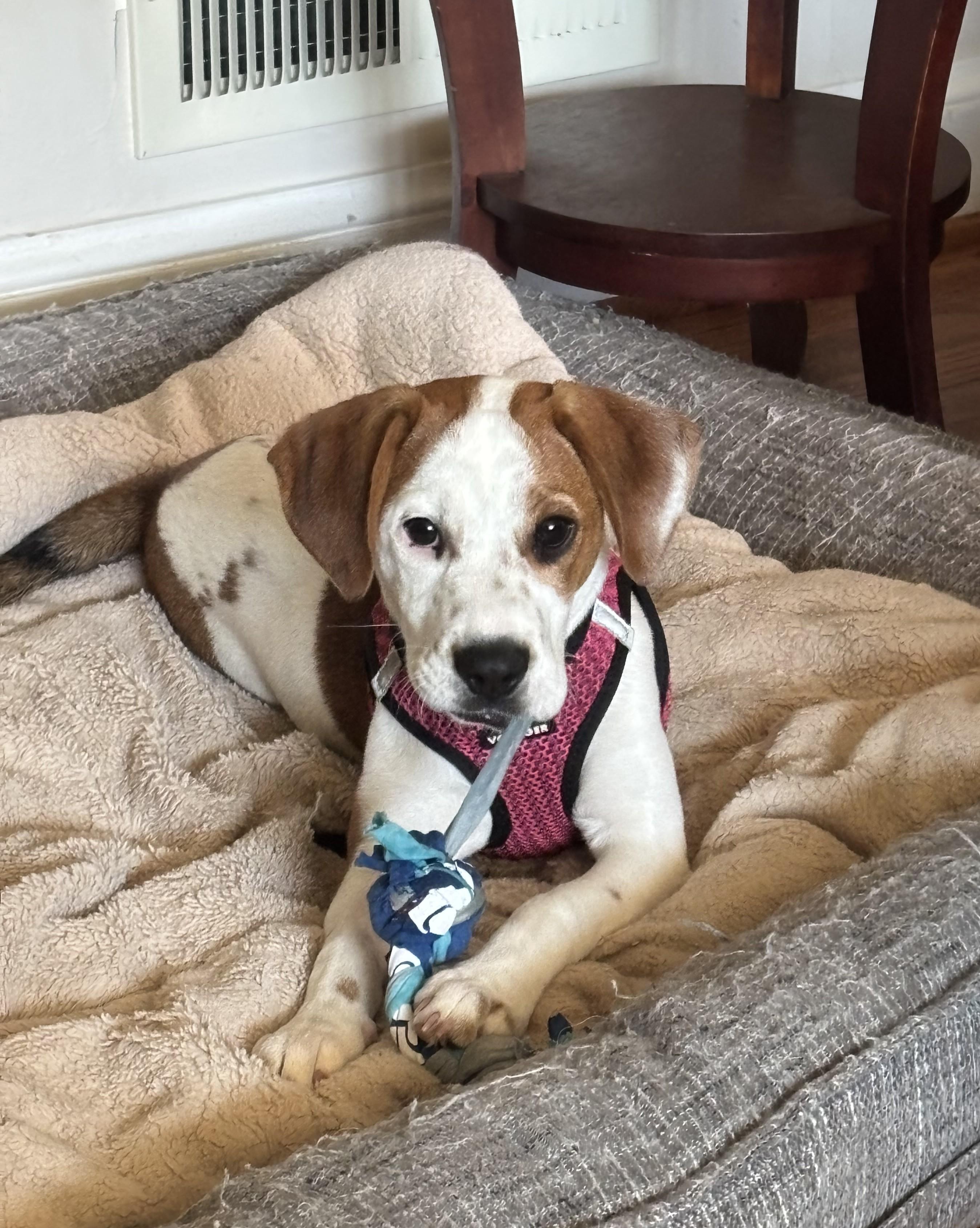 Lilly - Adoptable Pet | Petfinder