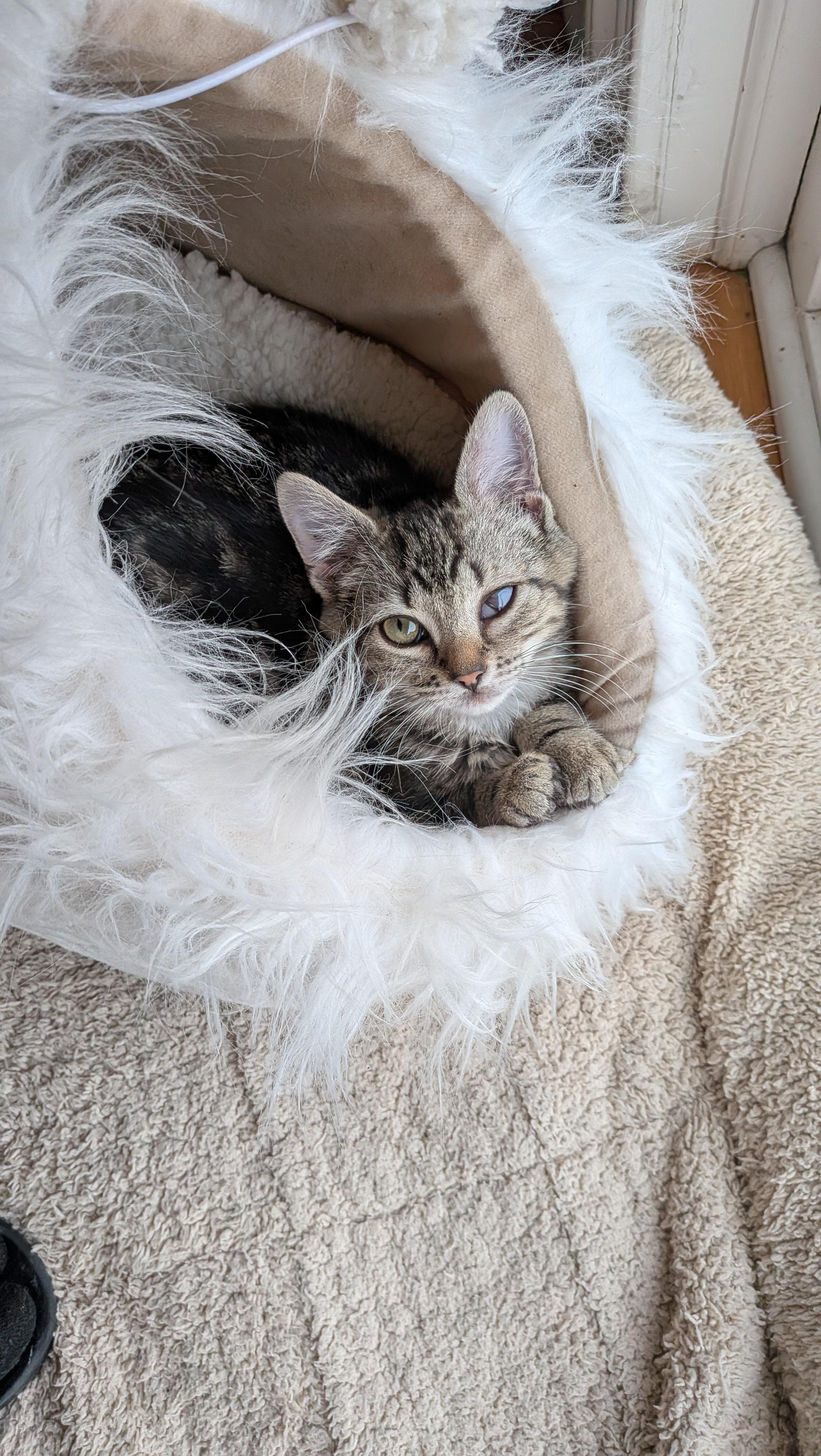 Marie, an adopted Domestic Medium Hair in Wilmington, NC image 4/5