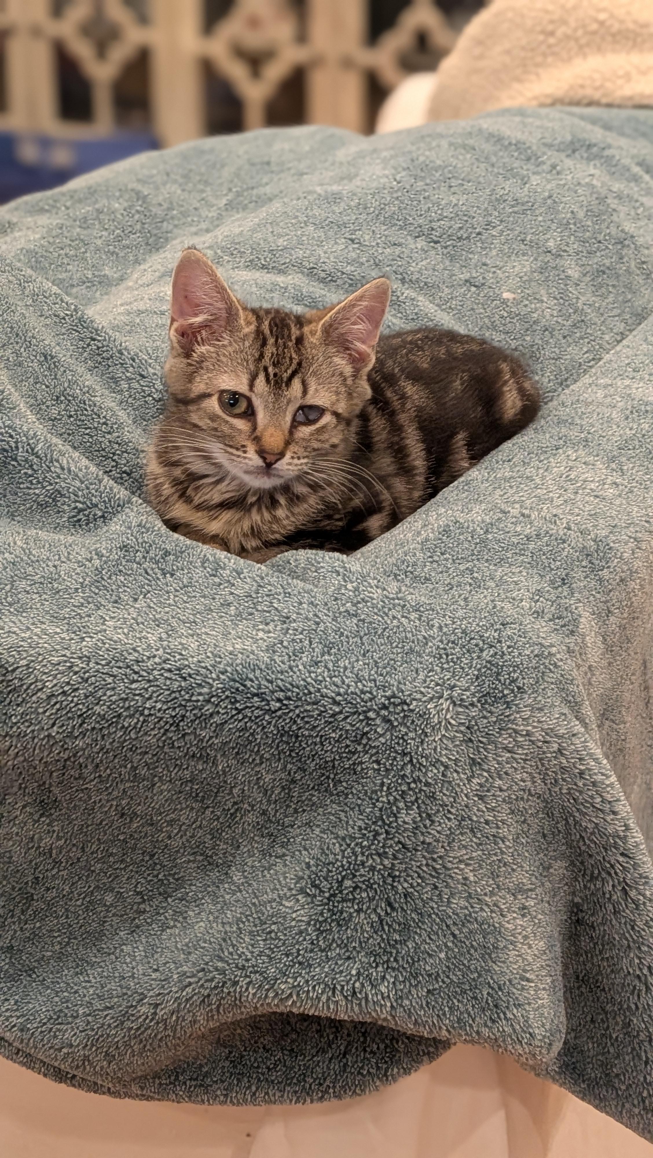 Marie, an adopted Domestic Medium Hair in Wilmington, NC image 3/5