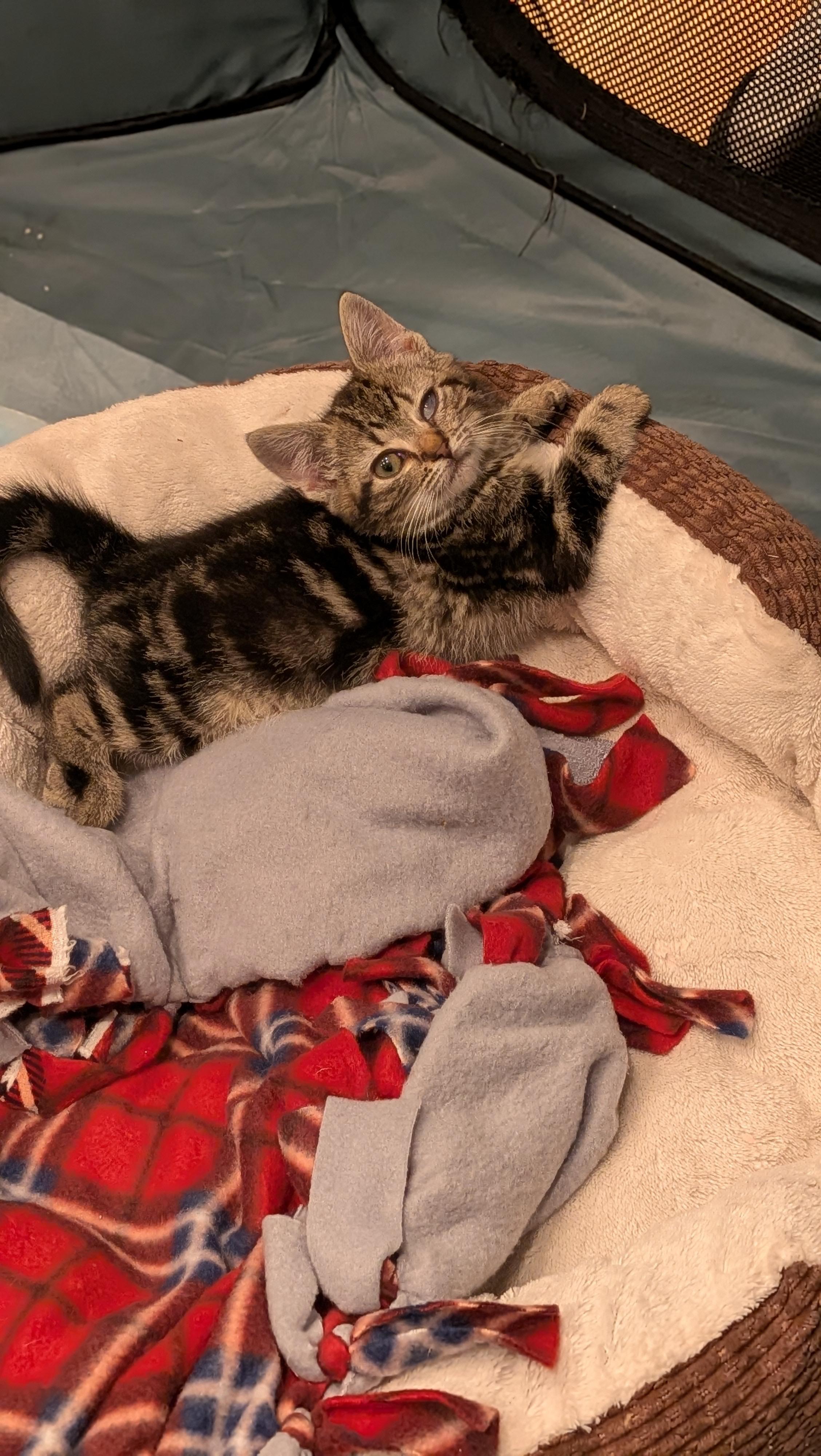 Marie, an adopted Domestic Medium Hair in Wilmington, NC image 2/5
