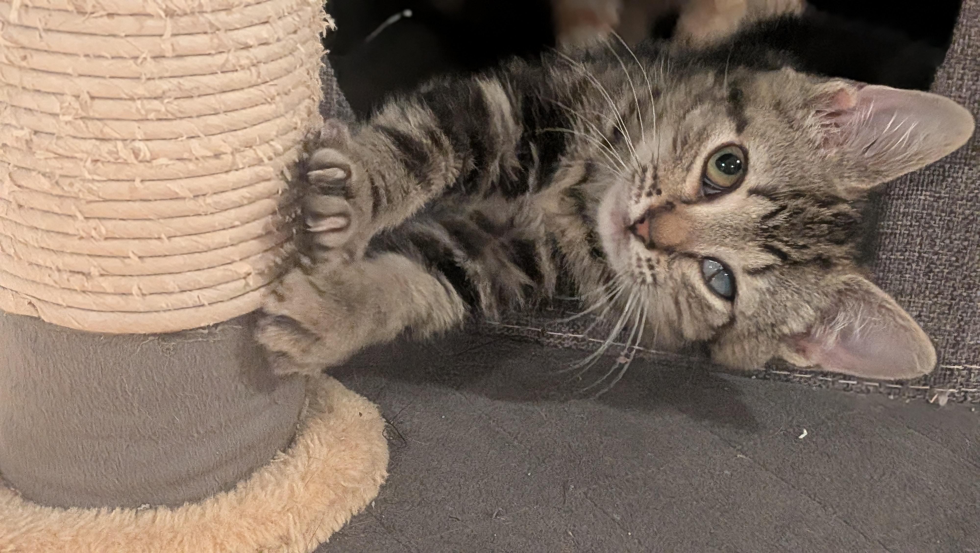 Marie, an adopted Domestic Medium Hair in Wilmington, NC image 5/5