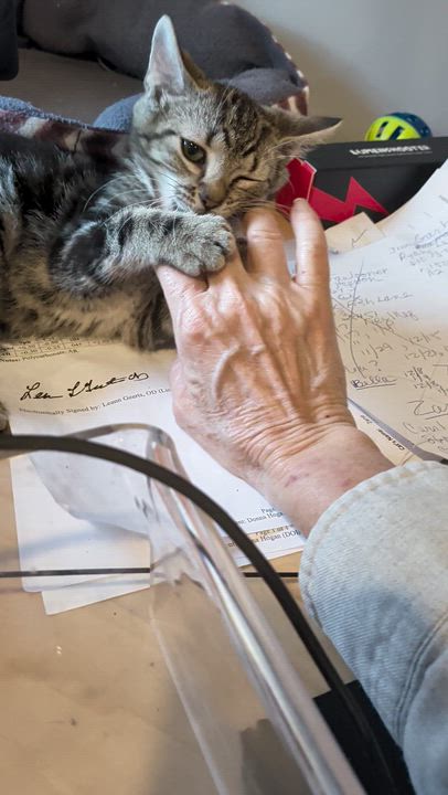 Enlarge Marie, an adopted Domestic Medium Hair in Wilmington, NC video 1/5