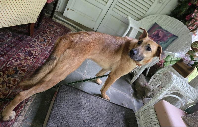 Tobias, a Adoptable mixed breed in Winston Salem, NC image 1/3