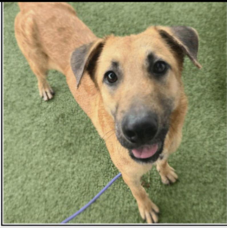 Tobias, a Adoptable mixed breed in Winston Salem, NC image 2/3