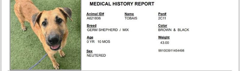 Tobias, a Adoptable mixed breed in Winston Salem, NC image 3/3