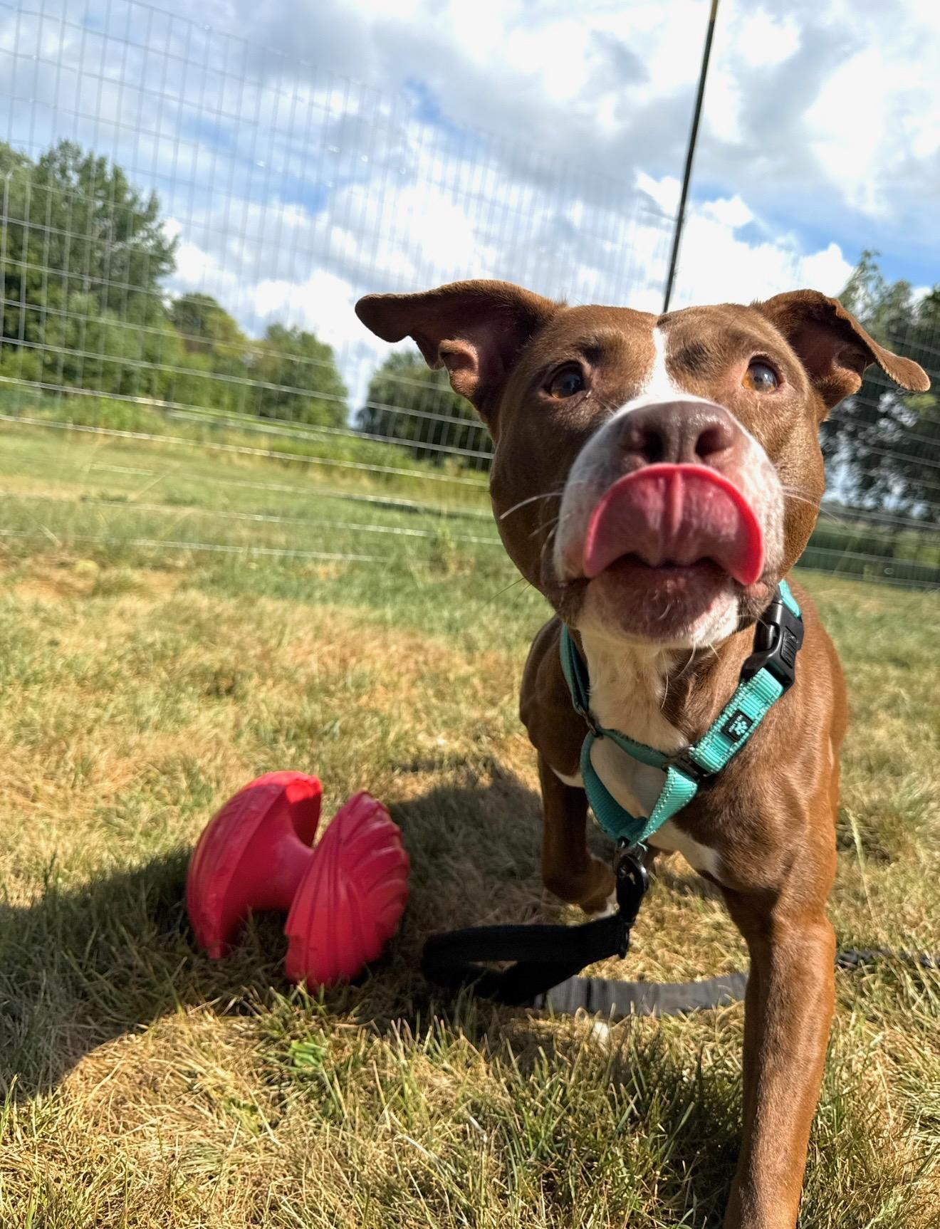 Enlarge Myah, a Adoptable Pit Bull Terrier in Hilton, NY image 1/6
