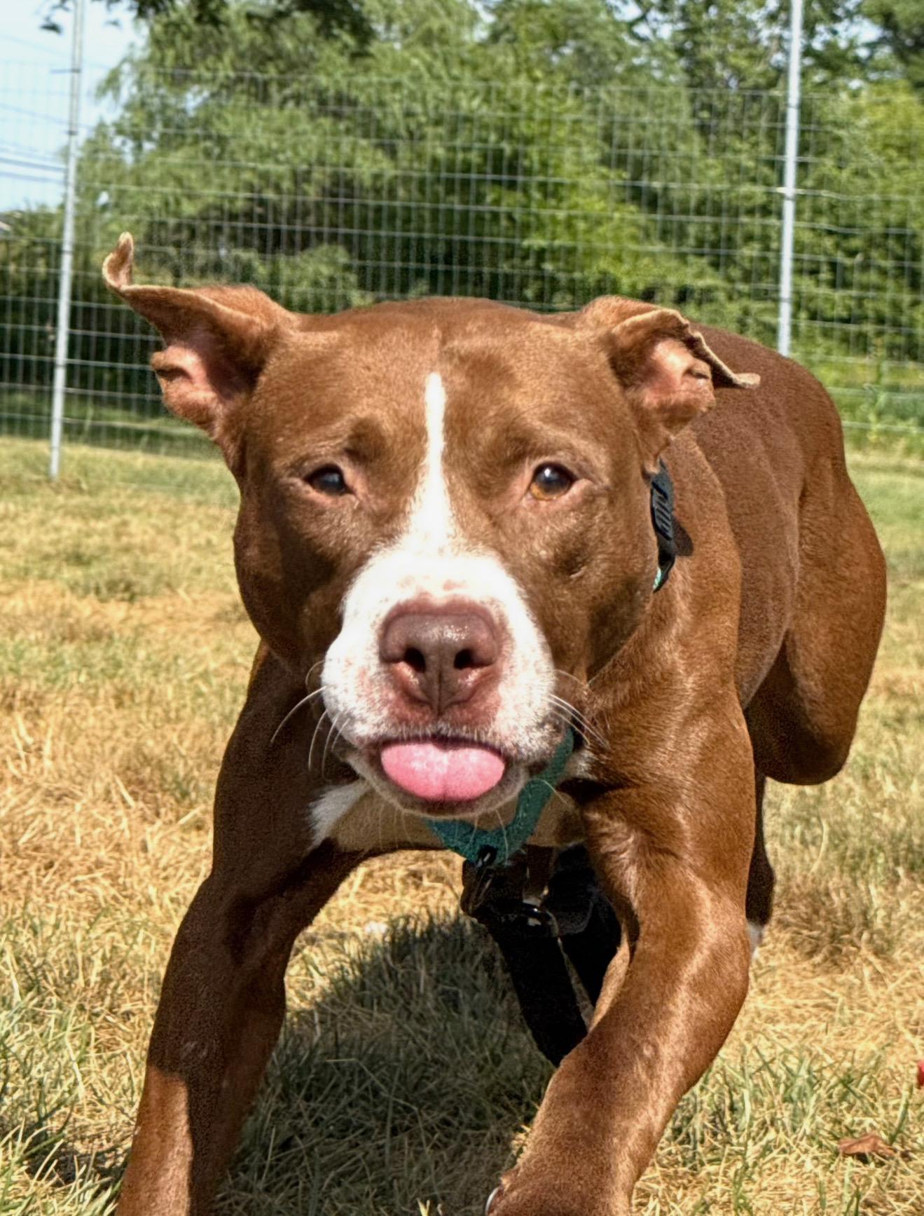 Enlarge Myah, a Adoptable Pit Bull Terrier in Hilton, NY image 2/6