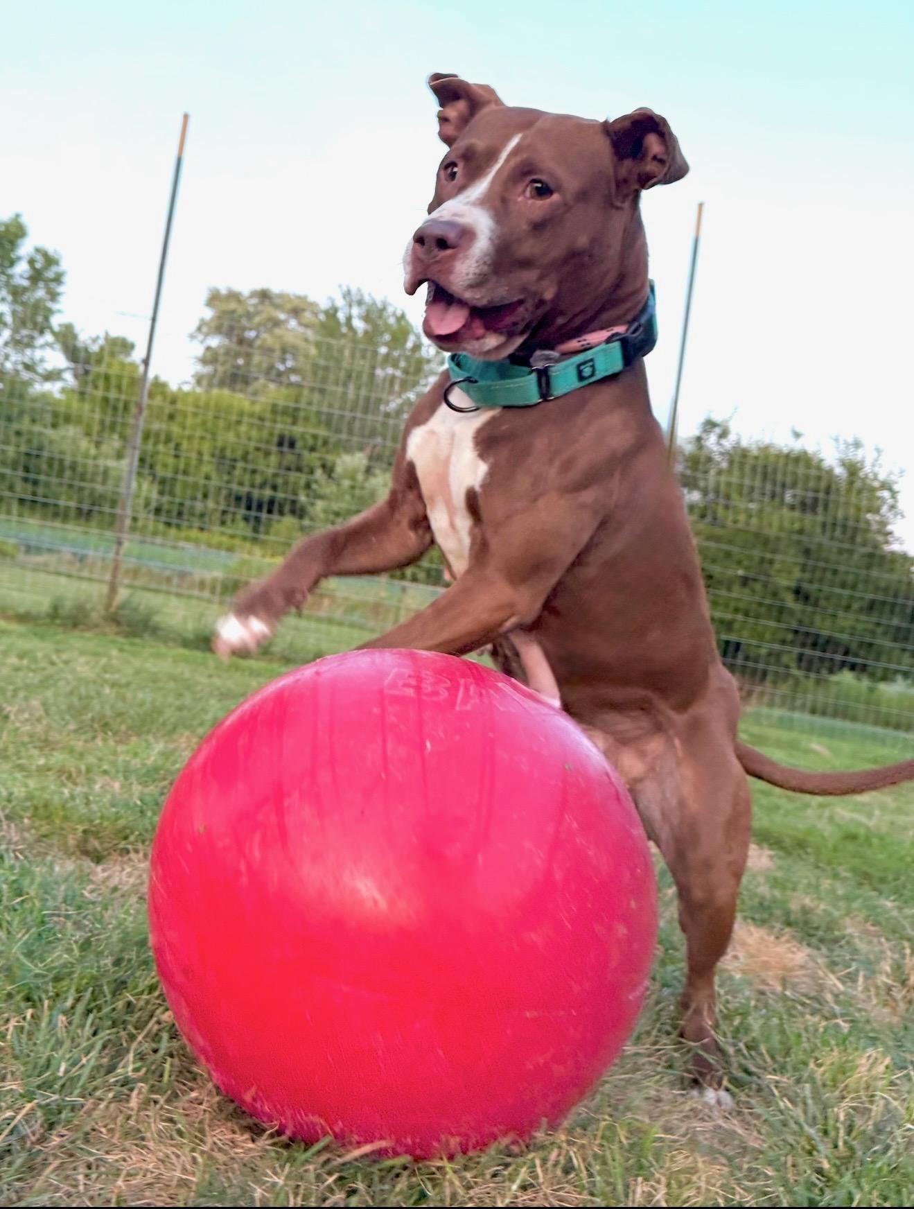 Enlarge Myah, a Adoptable Pit Bull Terrier in Hilton, NY image 4/6