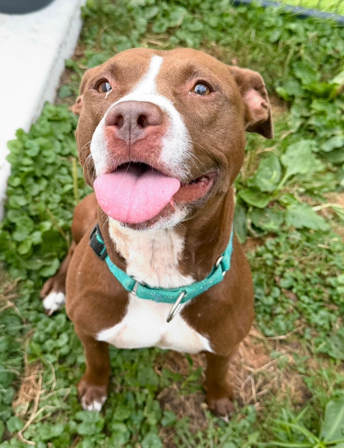 Enlarge Myah, a Adoptable Pit Bull Terrier in Hilton, NY image 5/6