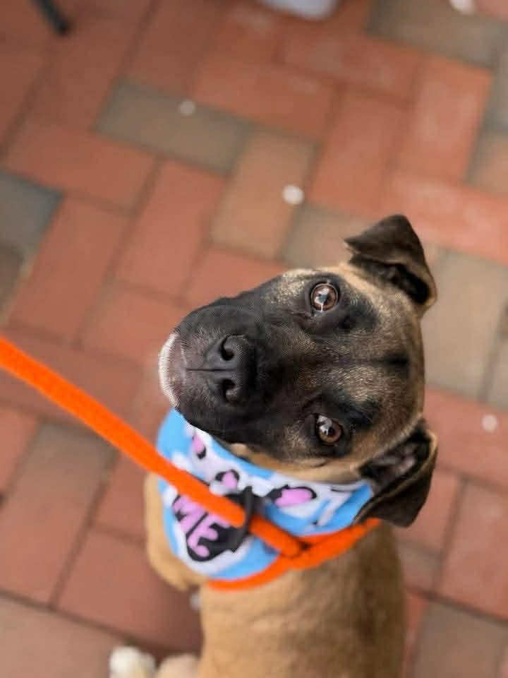 Enlarge Dana, a ADOPTABLE mixed breed in Cumming, GA image 2/4