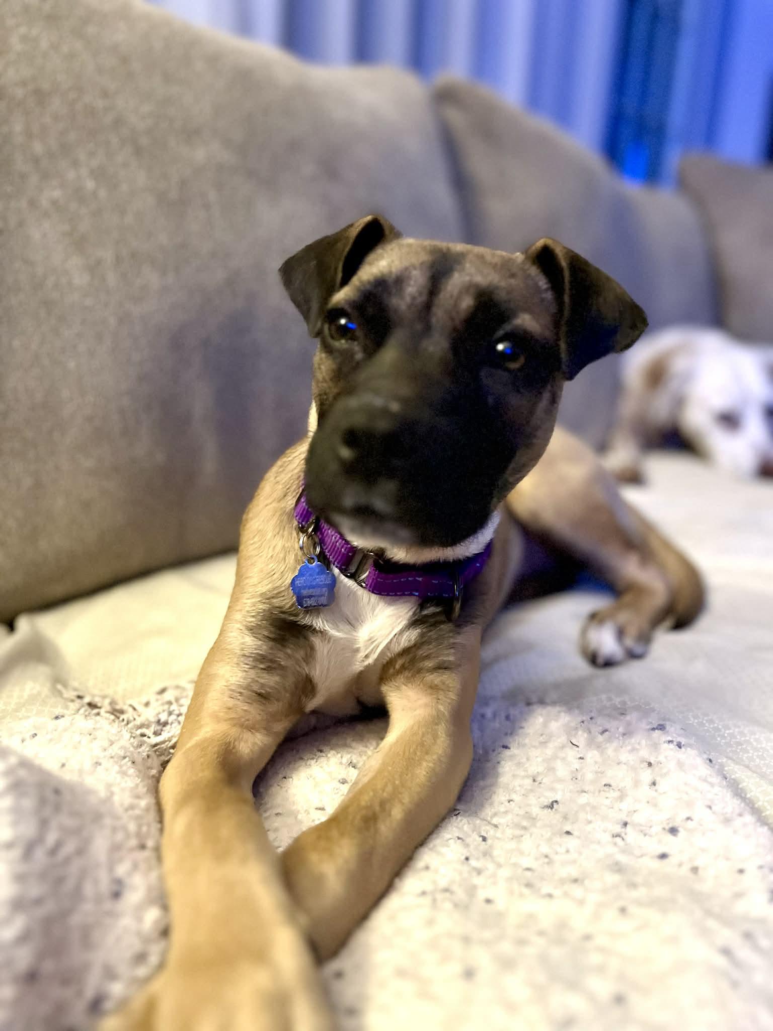 Dana, a ADOPTABLE mixed breed in Cumming, GA image 5/5