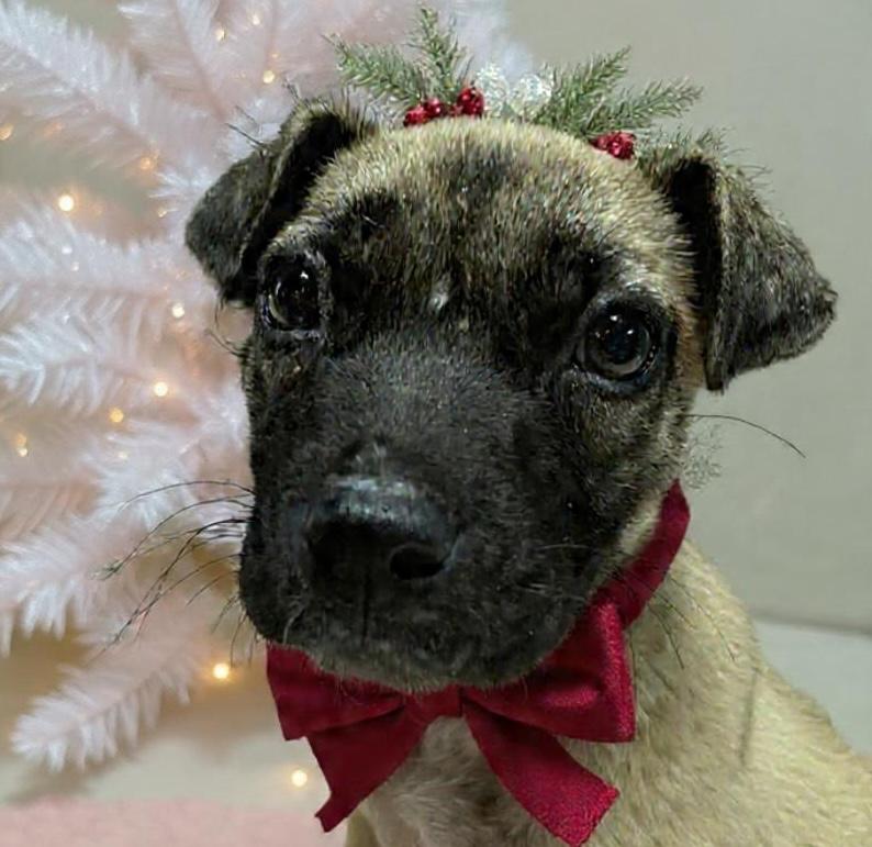 Dana, ADOPTABLE, Puppy Female Anatolian Shepherd & Black Mouth Cur.