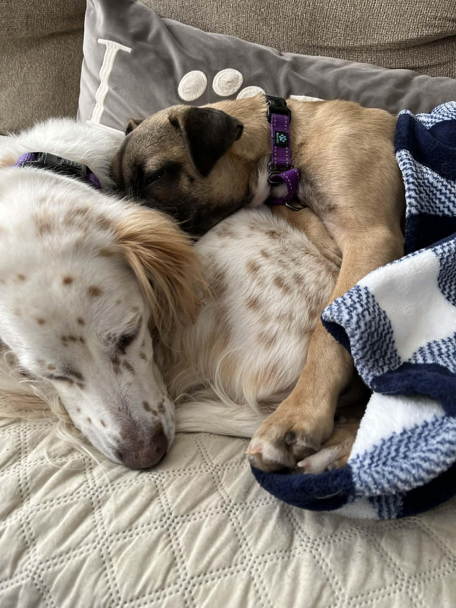 Dana, a ADOPTABLE mixed breed in Cumming, GA image 2/5