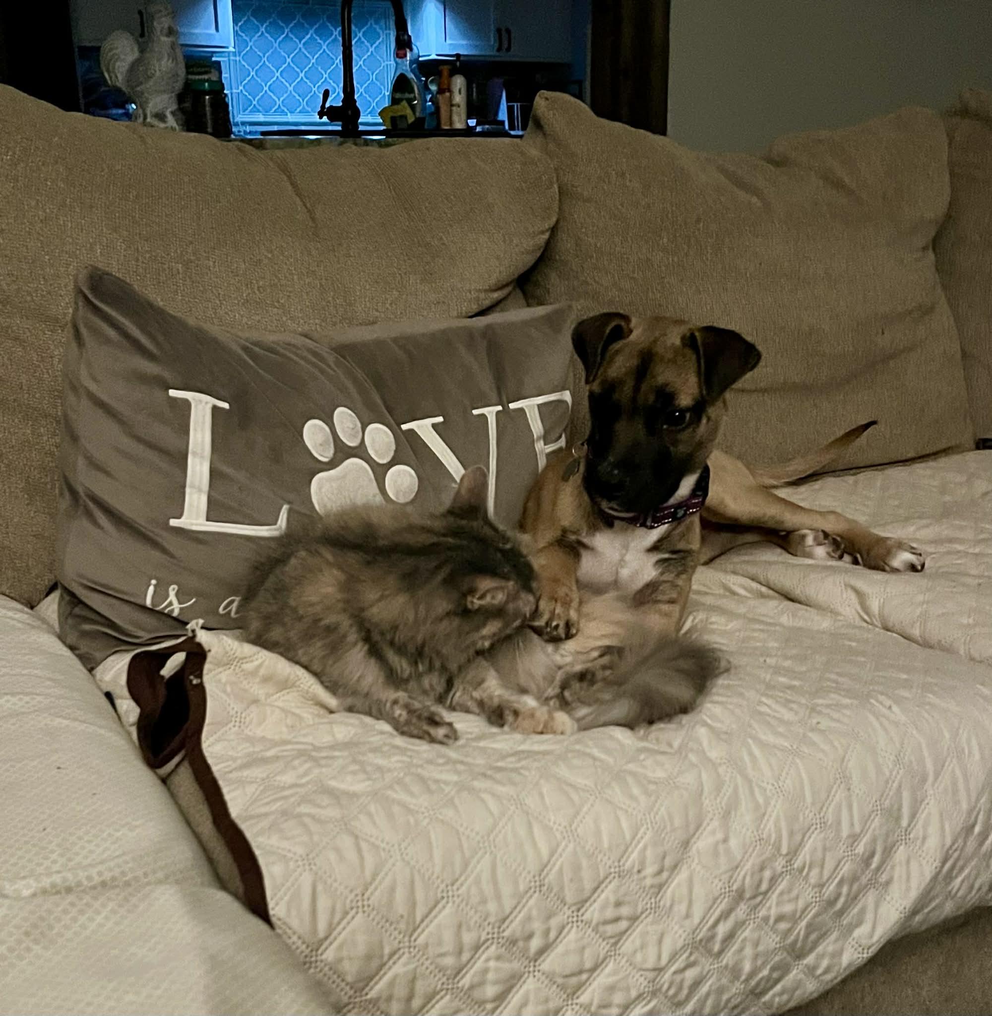 Dana, a ADOPTABLE mixed breed in Cumming, GA image 3/5