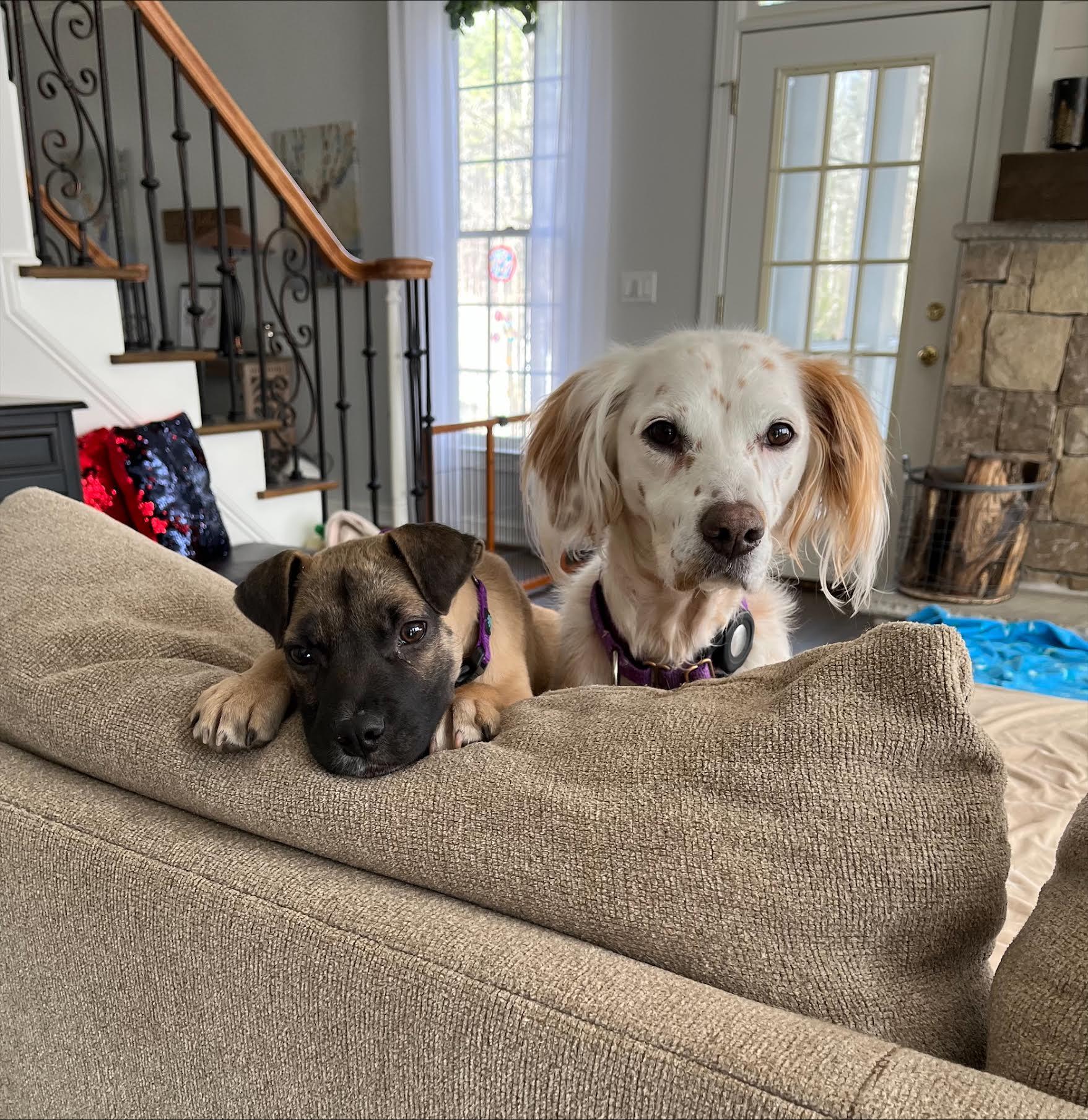 Enlarge Dana, a ADOPTABLE mixed breed in Cumming, GA image 6/6