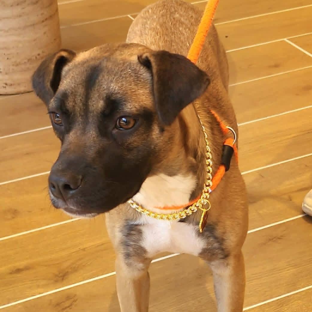 Enlarge Dana, a ADOPTABLE mixed breed in Cumming, GA image 3/6