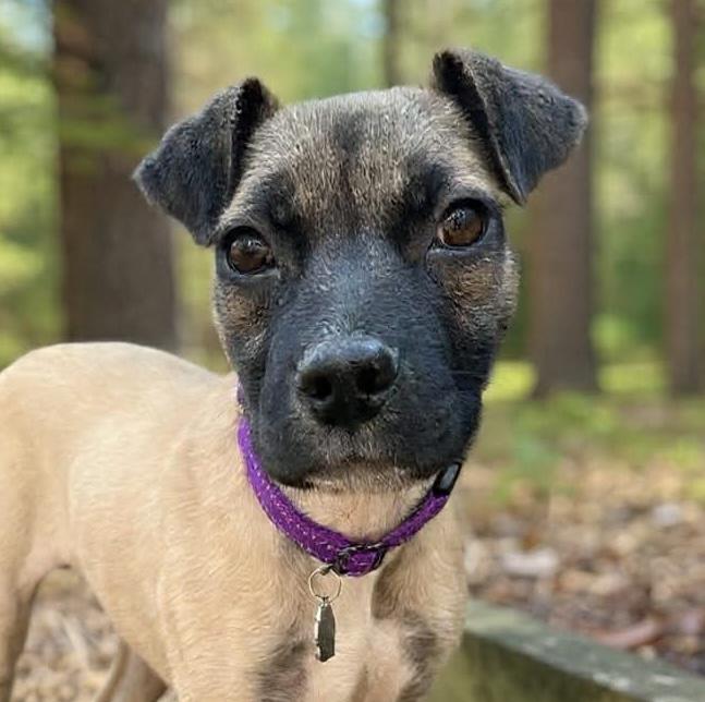Dana, ADOPTABLE, Puppy Female Shepherd & Black Mouth Cur.